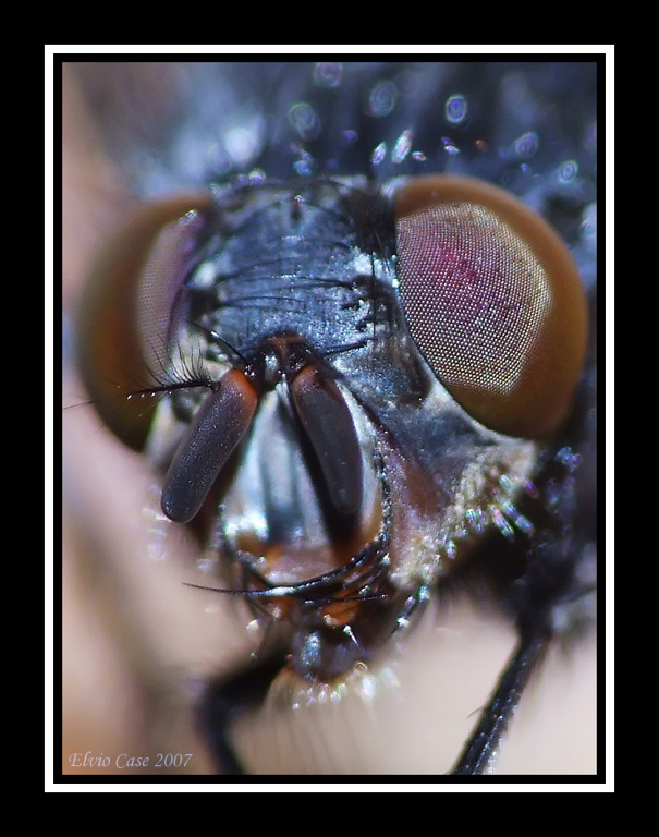 Che faccia da mosca che hai......