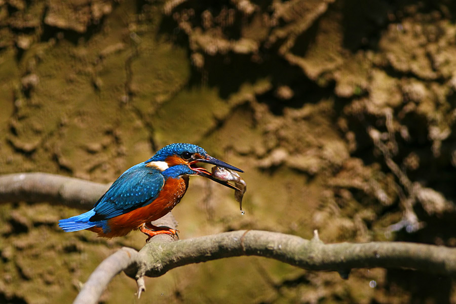 Martin Pescatore ...