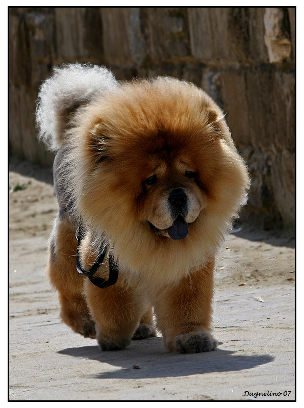 Cagnolone pelouche...