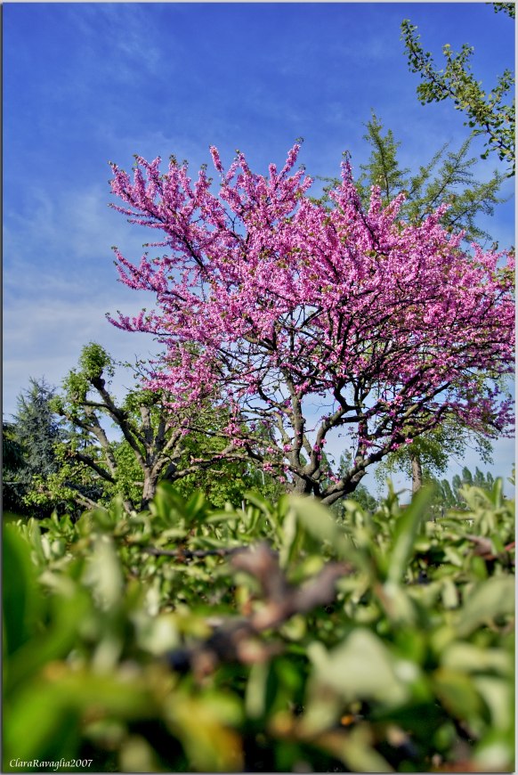 Verde.....magenta e azzurro