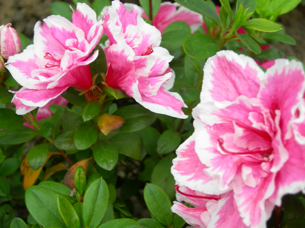 azalea