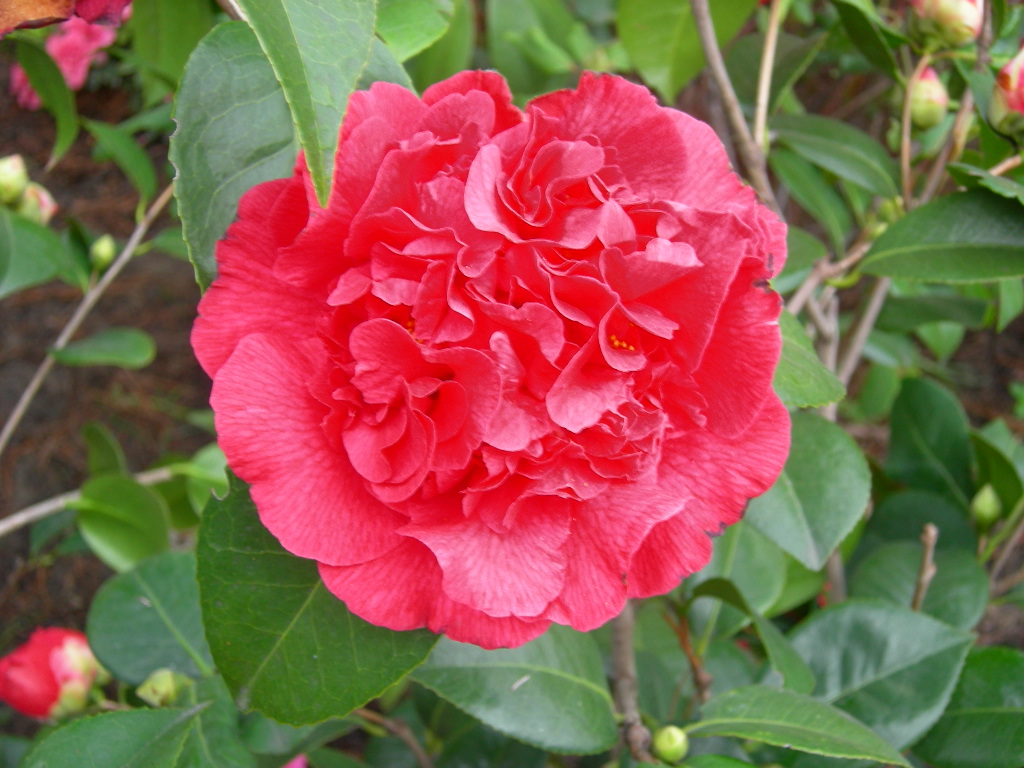 camelia