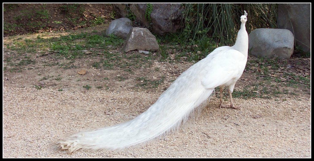 La sposa di bianco vestita