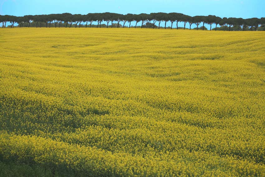 Colline gialle, tre giorni dopo
