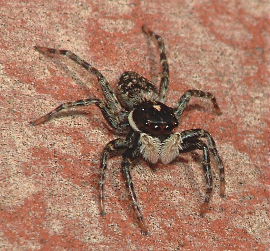 ragnetto con la barba