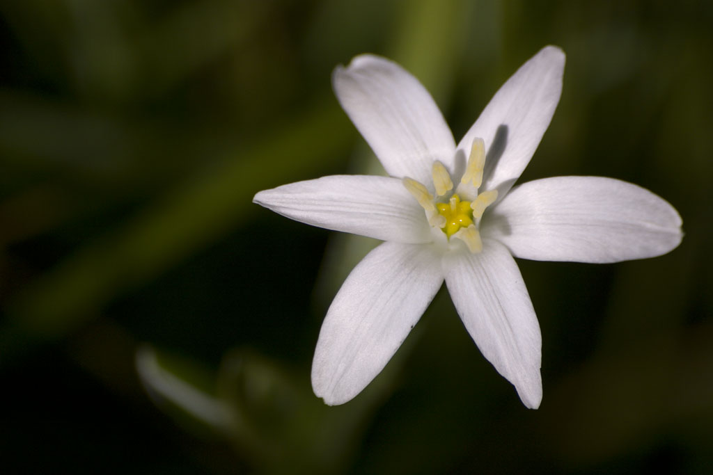Ornithogalum umbellatum
