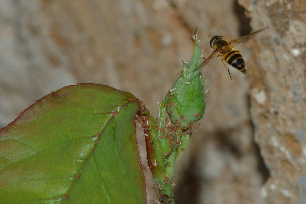 In Volo verso il Verde