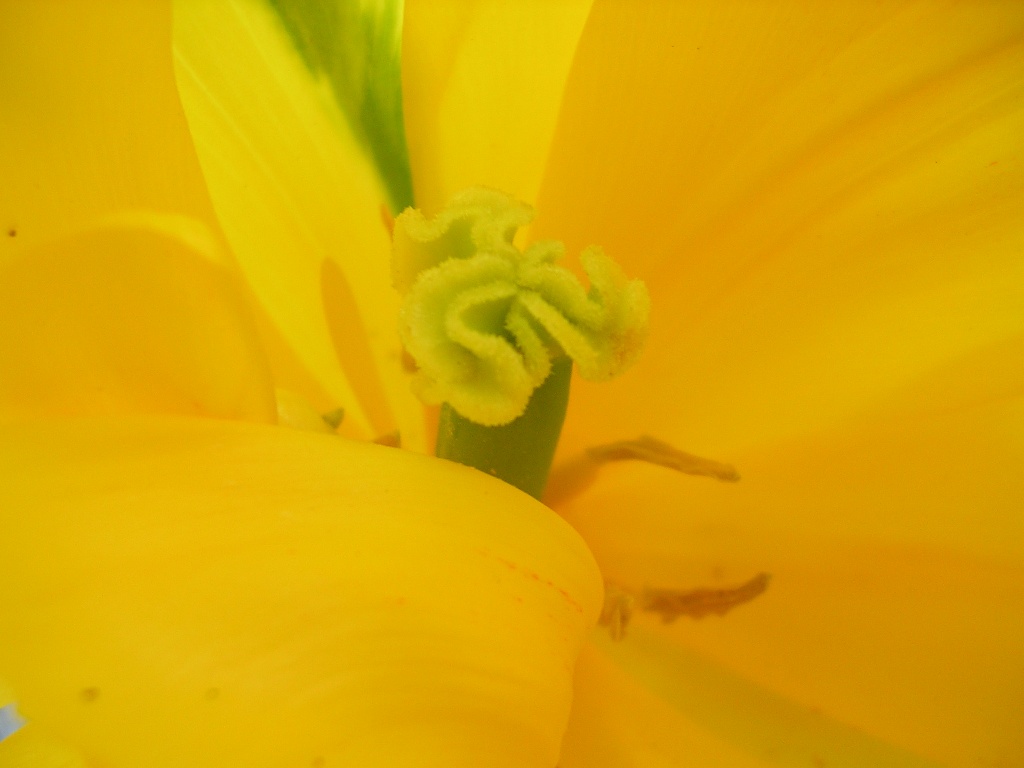 dentro al tulipano...