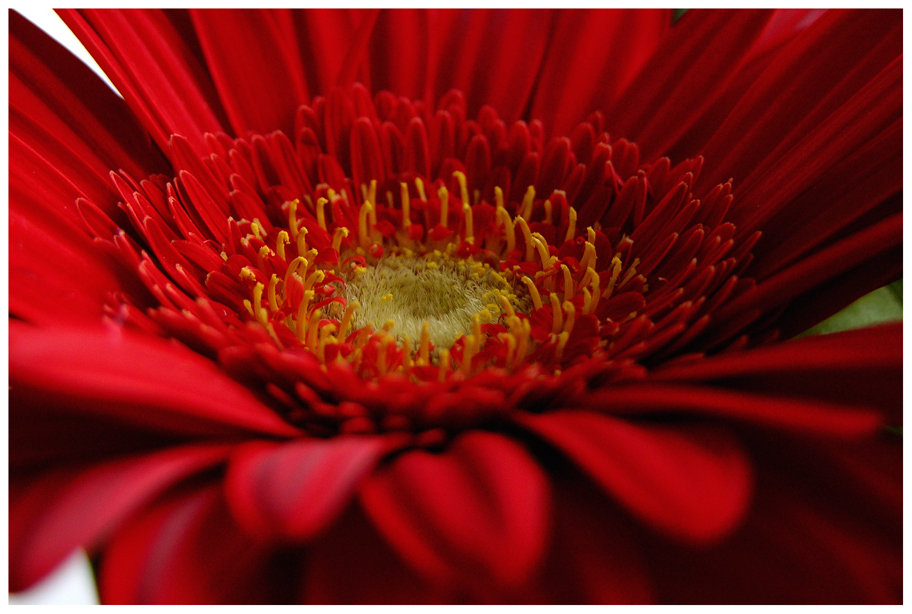 Rosso gerbera