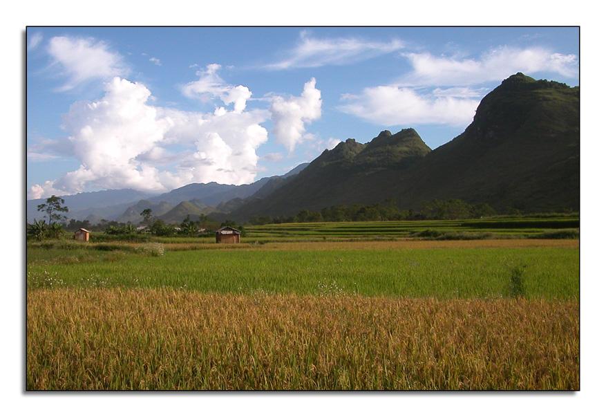 Risaie - Nord Vietnam