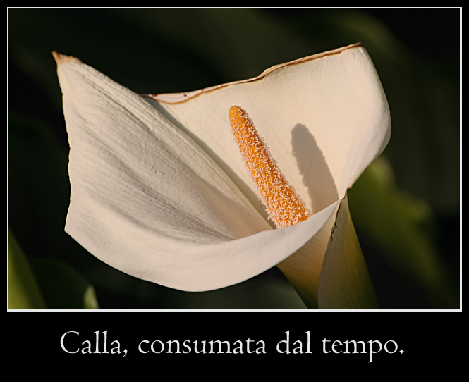 Calla, consumata dal tempo