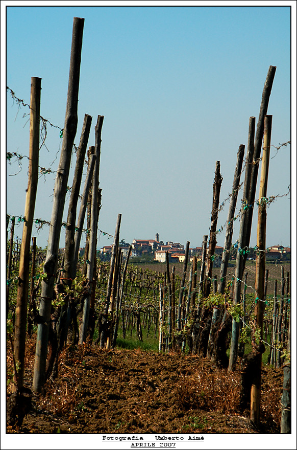 colline piacentine 2