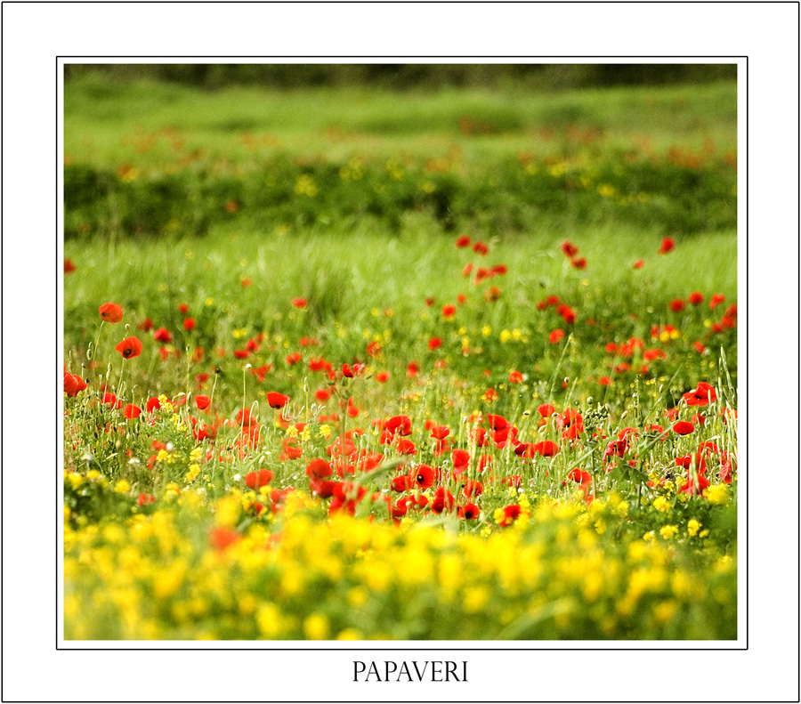 papaveri01