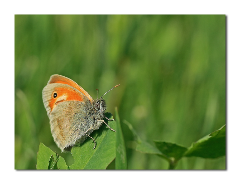 finalmente ti ho presa!!!!