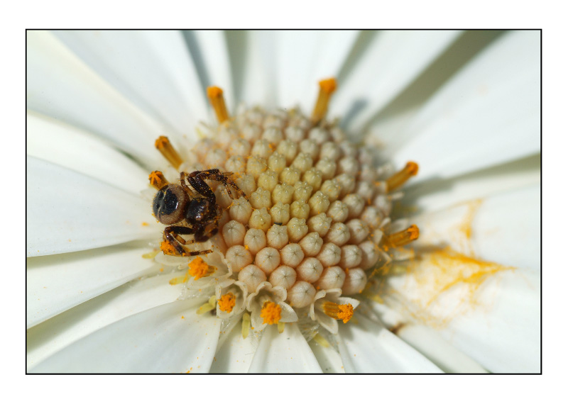 Microragno mangiapolline