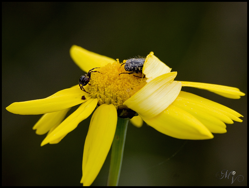 Margherita x un amico 4u