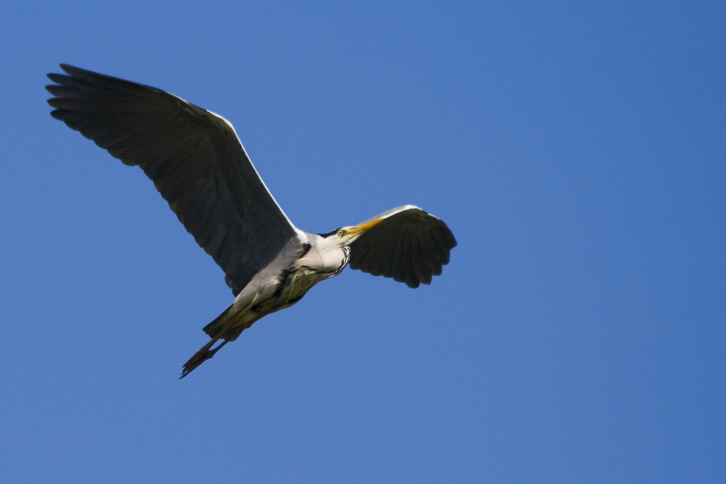 Airone cenerino al decollo...