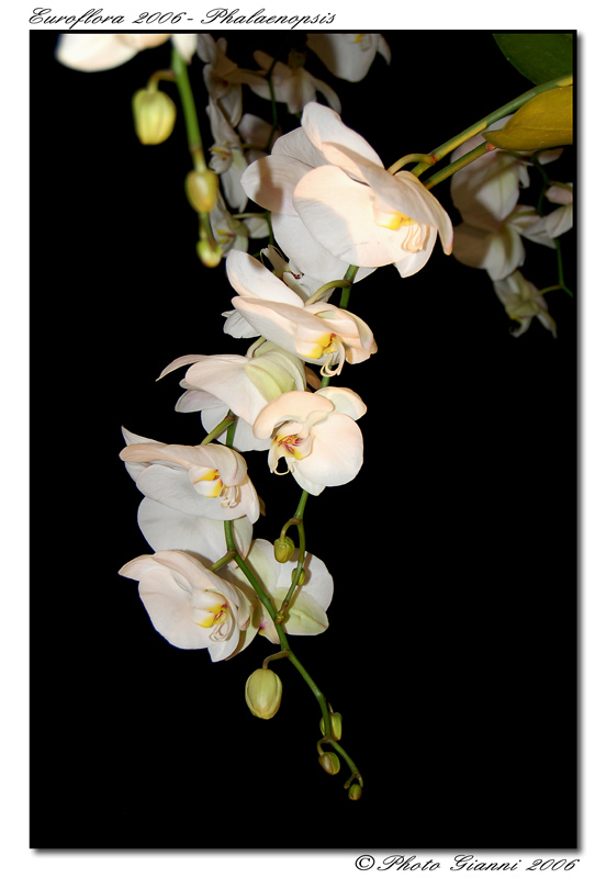 Euroflora 2006 Phalaenopsis