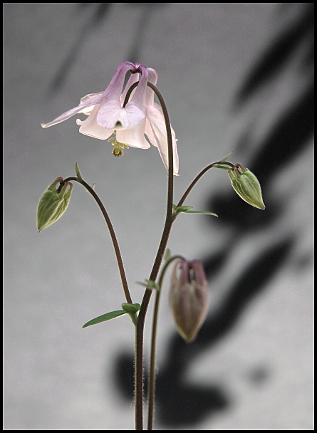 aquilegia rosa