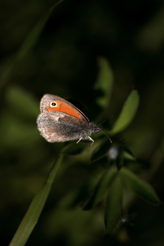 Al centro della Luce