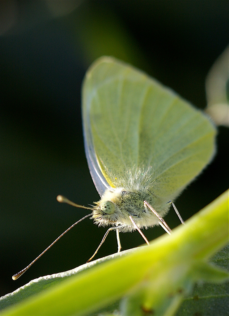 Prospettiva insolita