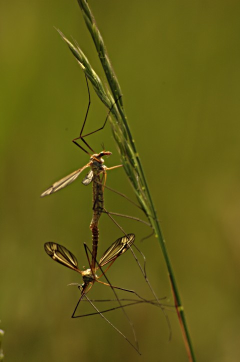 Equilibristi del sessso