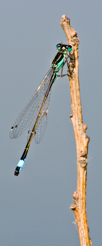 Libellula