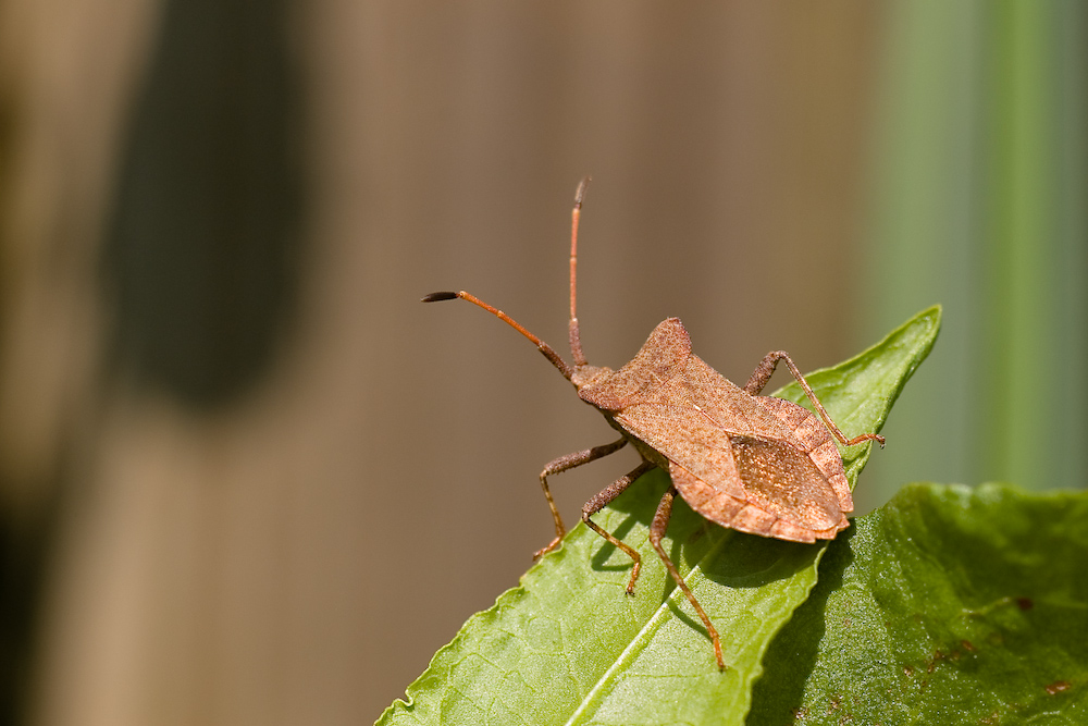 Ma quella � la mia ombra?? ..che brutto che sono!