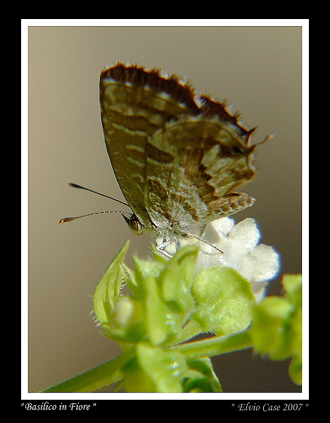 Farfalla al basilico
