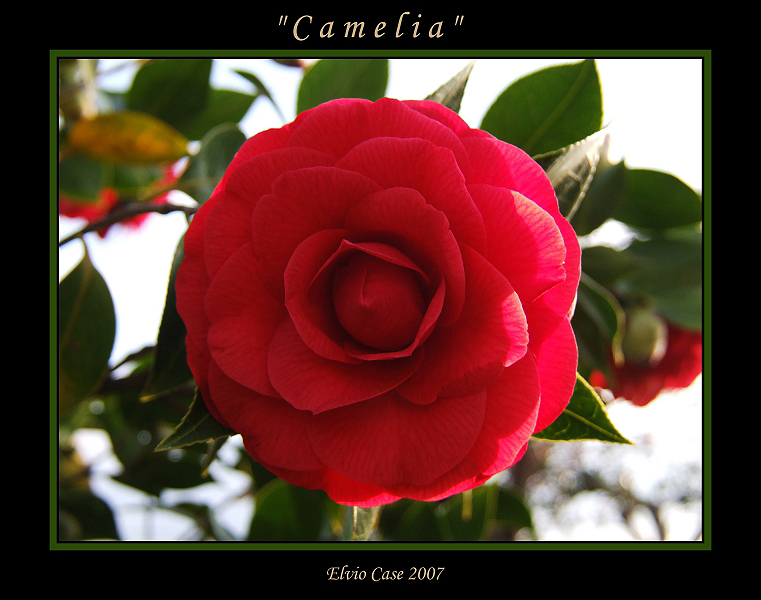 Camelia controluce