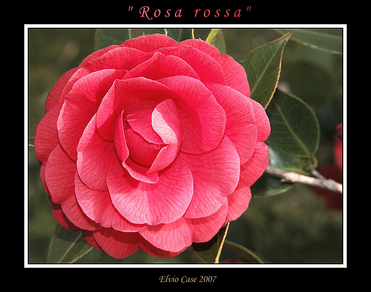 Camelia