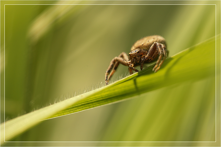 in attesa della preda