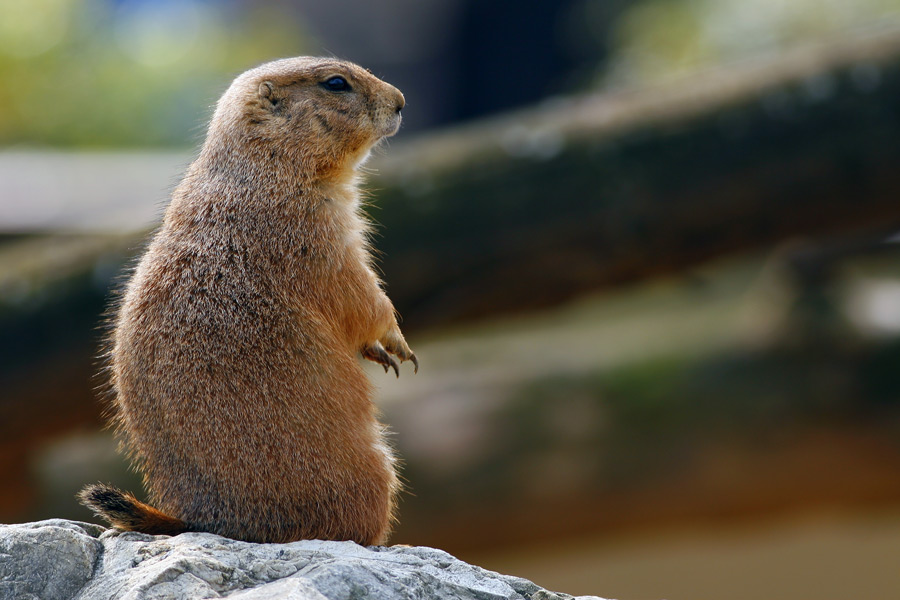 Cane della prateria ...