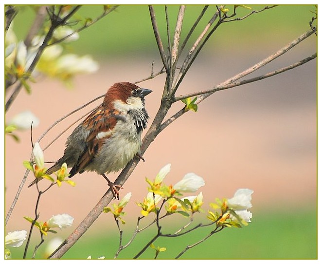 Passerotto..non andare via.