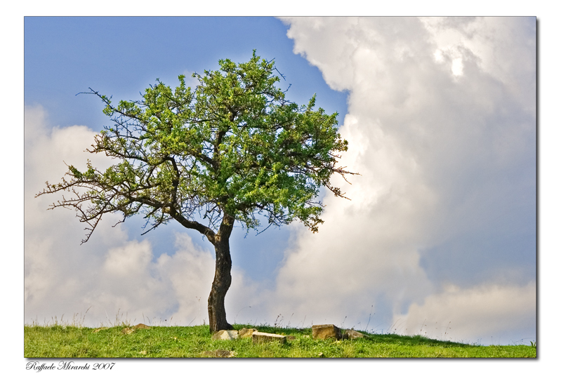 In cima alla collina