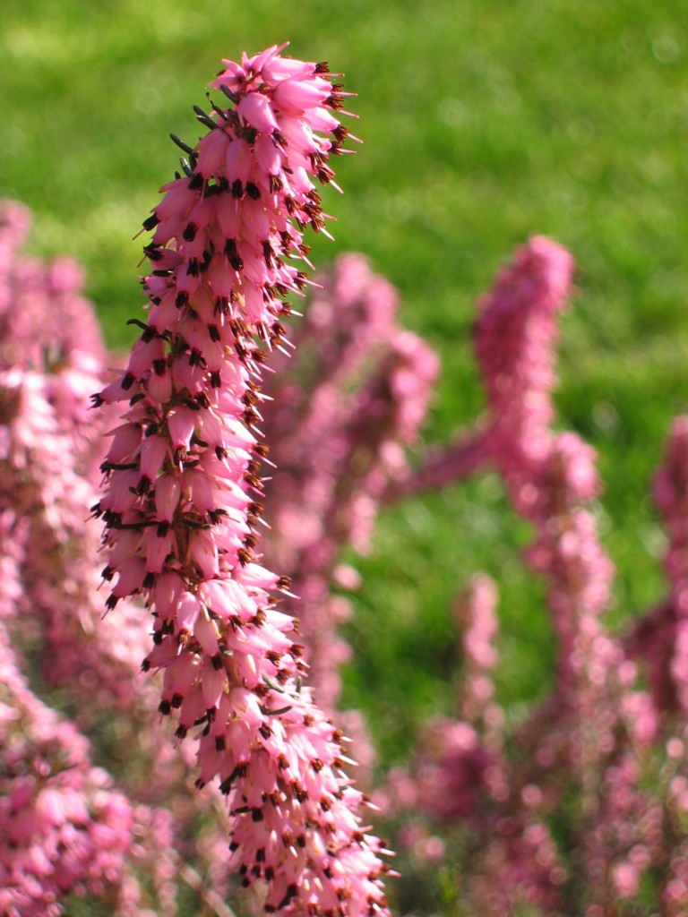 Fiori di erica