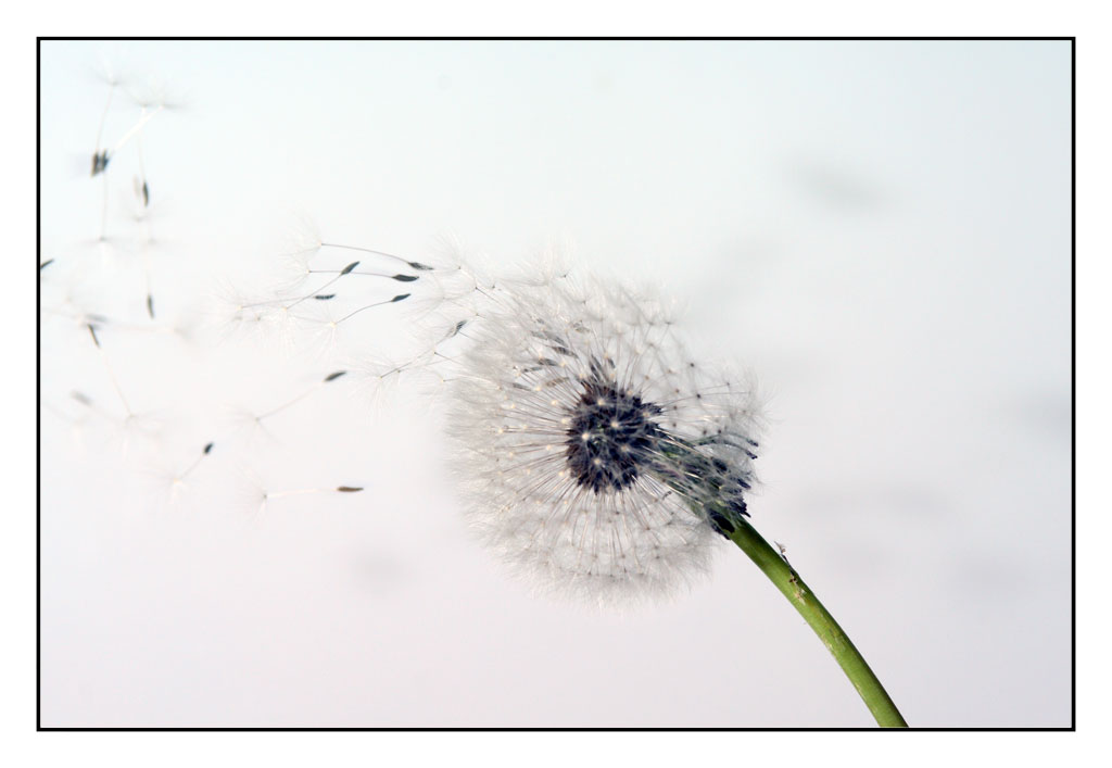 Progetto soffione: n�5