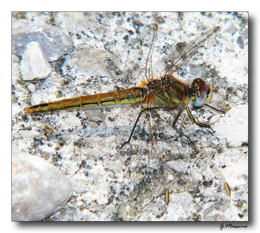 Libellula