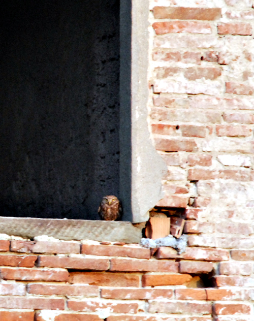 civetta-alla-finestra