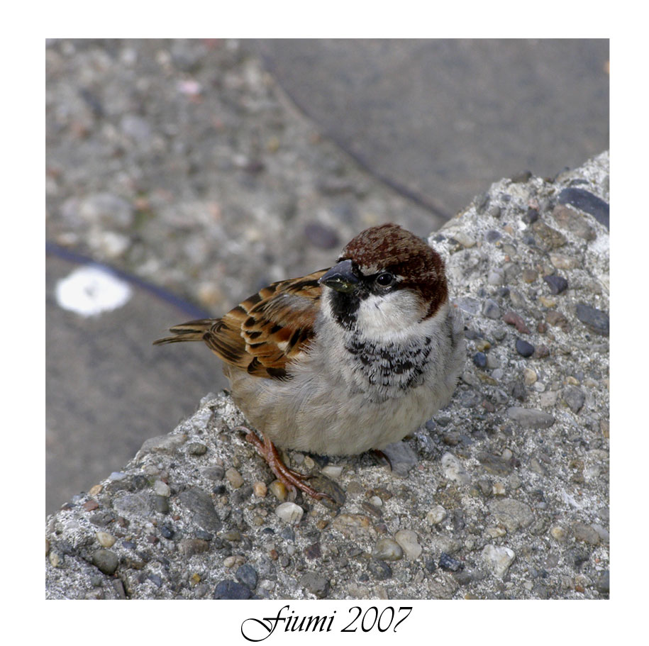 Passerotto nn andare via.....!!!!!!!!