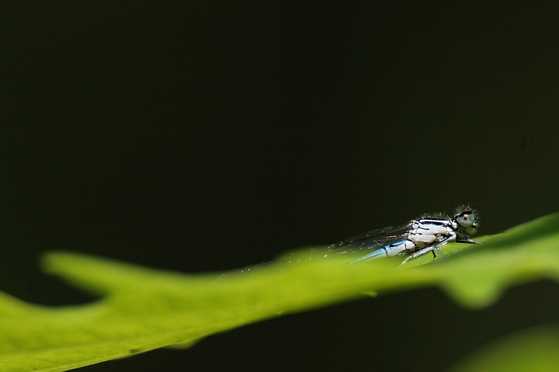 Libellula