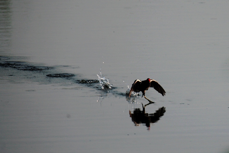 Camminando sull'acqua