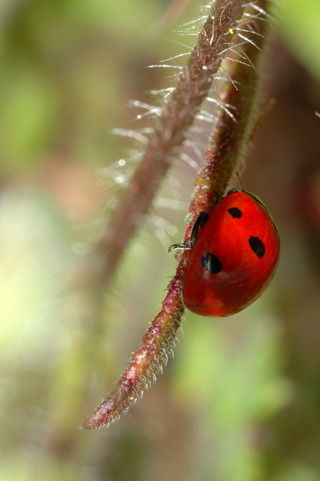 Coccinella