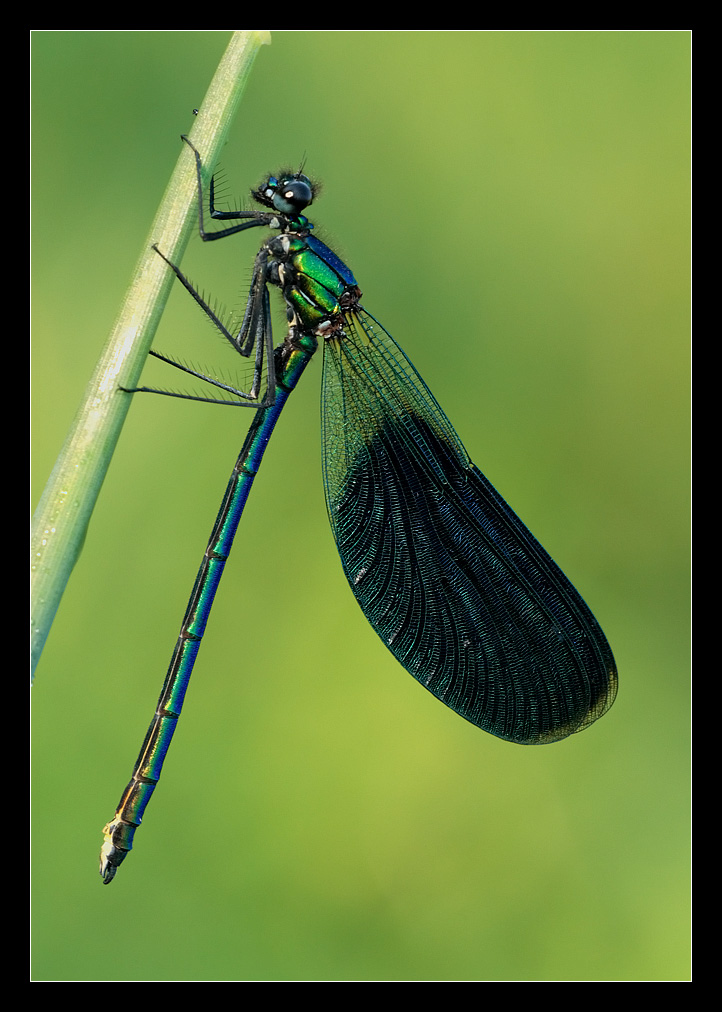 Blue dragonfly