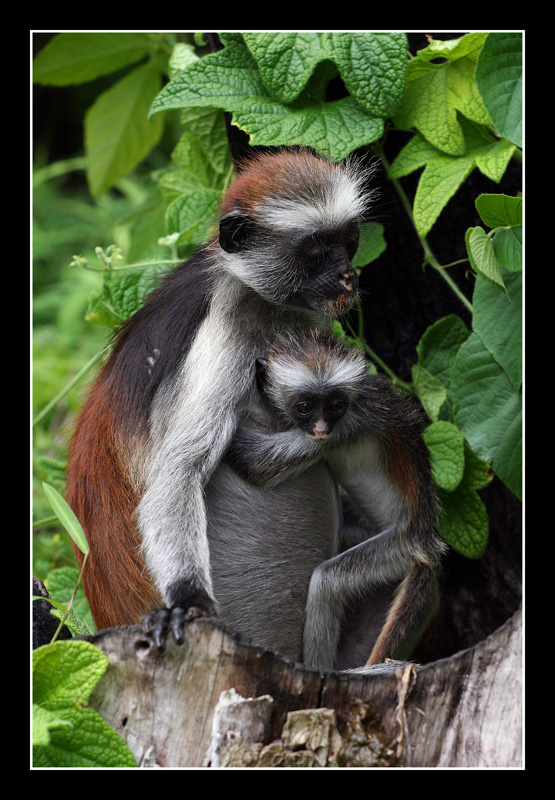 red colobos
