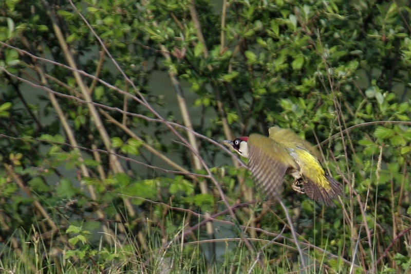Picchio Verde, l'involo