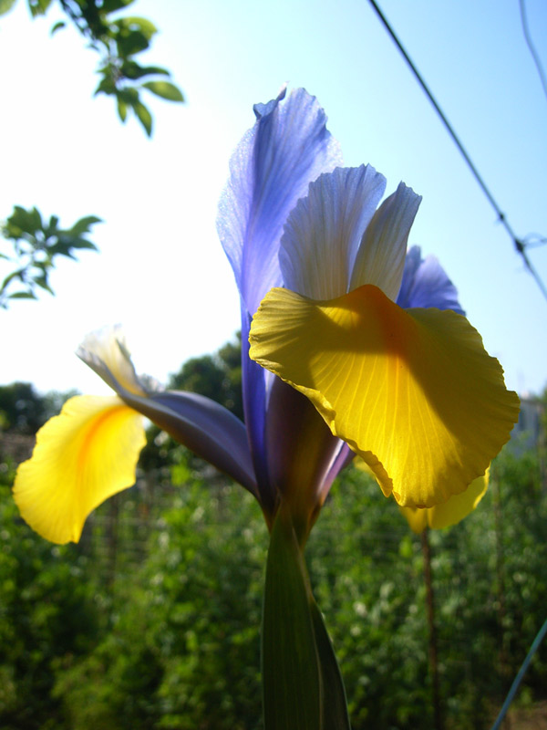 Iris - Bellezza Eterea