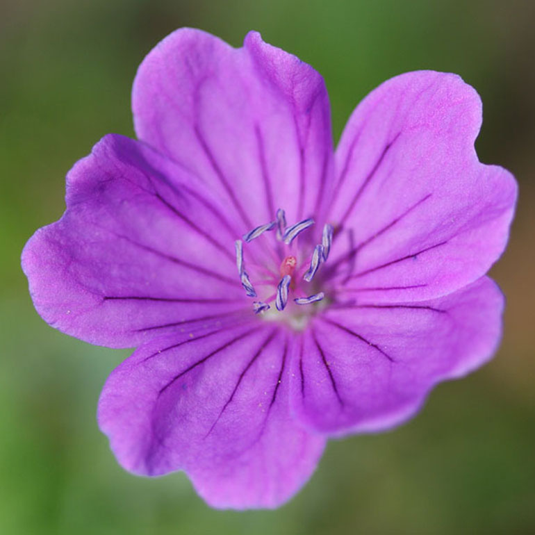 Fiore spontaneo di sottobosco 3