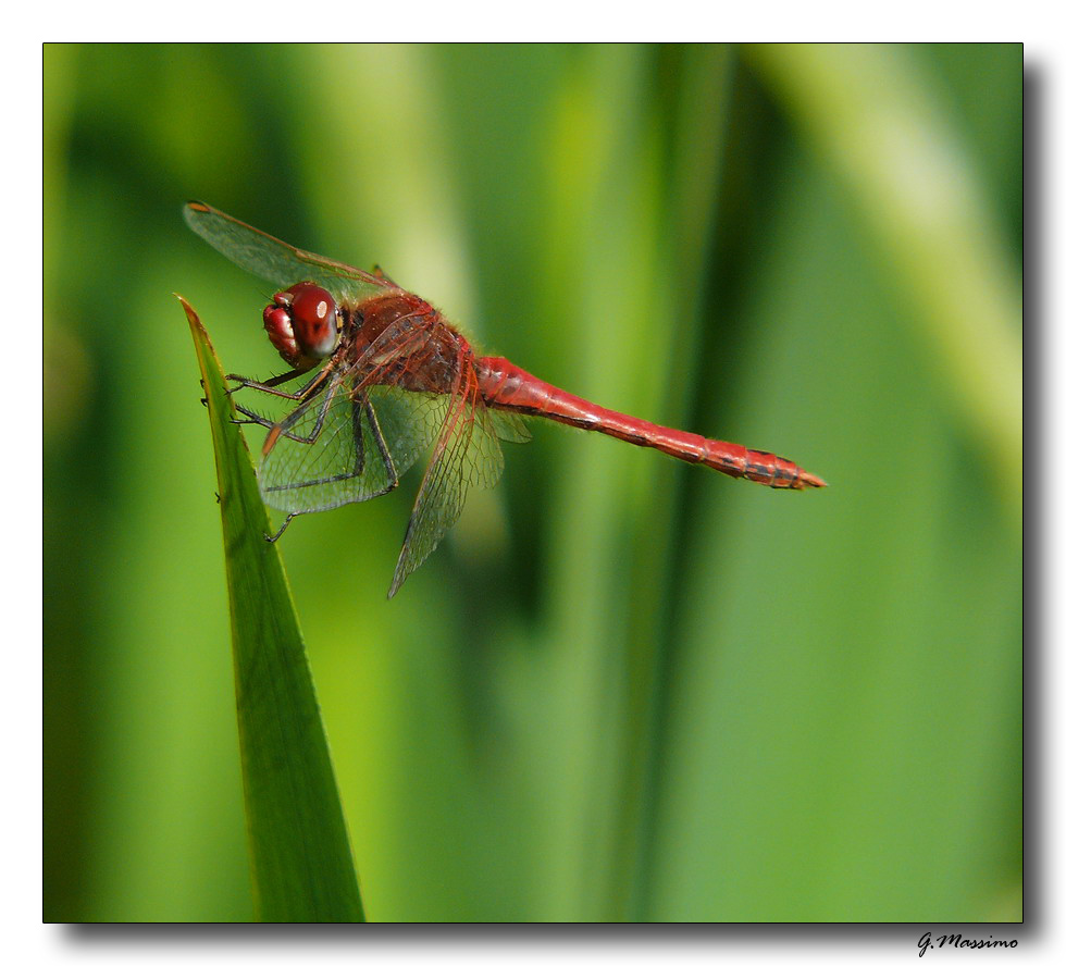libellula rossa 8