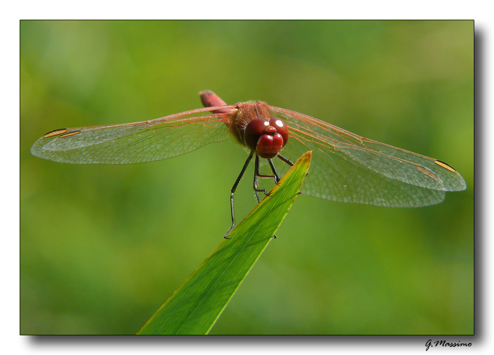 libellula rossa 10